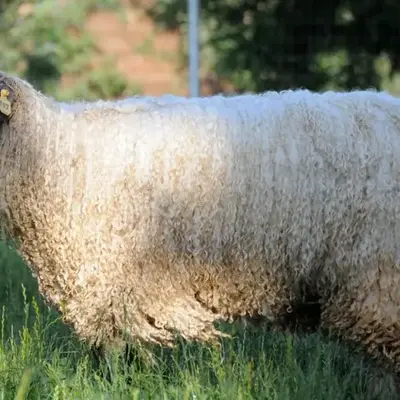 Wine Country Private Working Sheep Farm; Rustic Elegance
