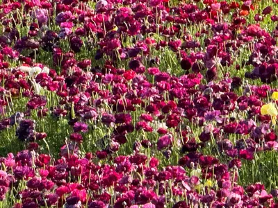 a field of pink and purple flowers in a field at Holiday Inn Express Hotel & Suites Carlsbad Beach by IHG in Carlsbad