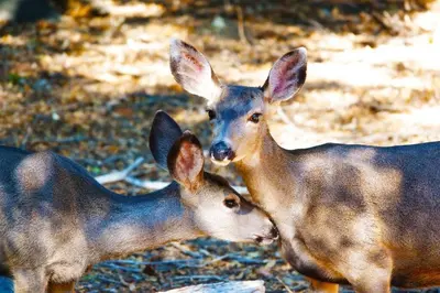 two deer are standing next to each other at Pine Hills Cabin in Julian in Julian