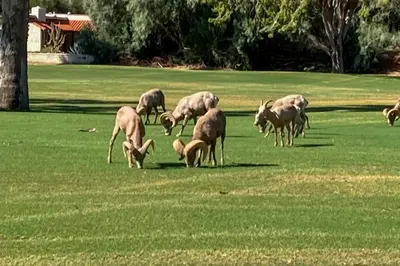 a herd of deer grazing in a field at Borrego Springs Getaway with Private Pool and Views! in Borrego Springs