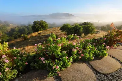 a field of flowers on a hill with fog in the background at Luxury Modern Chateau near wineries & beaches in Fallbrook