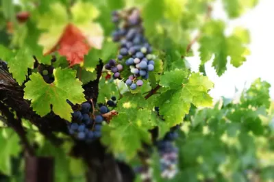 a bunch of grapes hanging from a tree at Inn at Churon Winery in Temecula