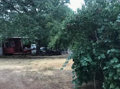 a bush in front of a campsite with a tree at Cozy, Cheerful & Charming Cabin - Historic Julian in Julian