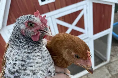 two chickens sitting on a persons hand next to a barn at Chick-Ranch Guest House in Temecula