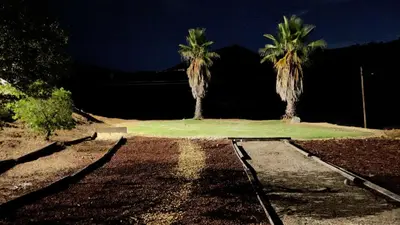 two palm trees on top of a dirt road at Private Home on 10 Acres - Heated Salt Pool & Jacuzzi, Mountain & City Views, Horseshoes, Basketball, BBQ, Golf Putting, Foosball, Croquet, Bose Stereo, White Cotton Bedding - Hilltop Hacienda, Pool Heat Optional in Jamul