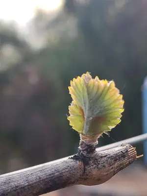 a tree branch with a green and yellow top at Hidden Hacienda in Temecula