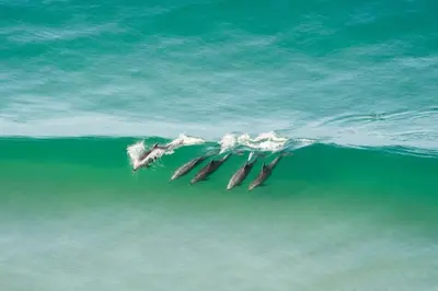 a group of birds swimming in the water at Private Room2 Own Entry Shared Bath One Guest Walk to UCSD in San Diego