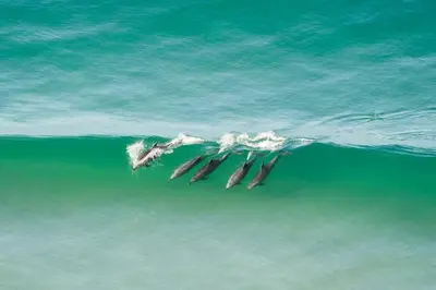 a group of dolphins swimming in the water at Private Room3 Own Entry Shared Bath One Guest Walk to UCSD in San Diego