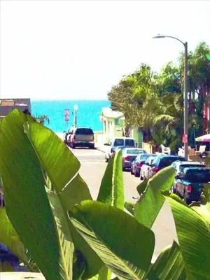 a plant with green leaves in front of the ocean at the Newport Family Peninsula Beach House in Newport Beach