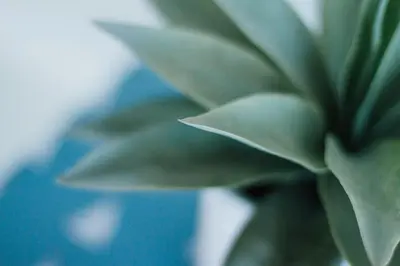 a green plant in a blue vase at 1400 S Bayfront in Newport Beach